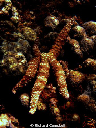 lazy-star..sealife dc 1000 by Richard Campbell 